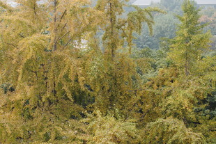 金黄枝叶的茂密植物