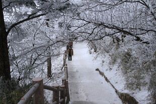 雪覆林间步道 静谧美景