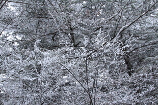 雪覆树枝的冬日景致