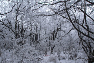 冬日雪覆树林美景