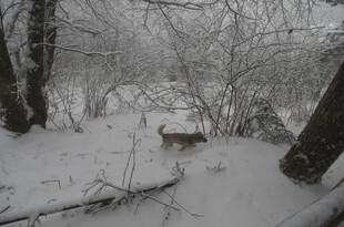 雪地中漫步的小鹿