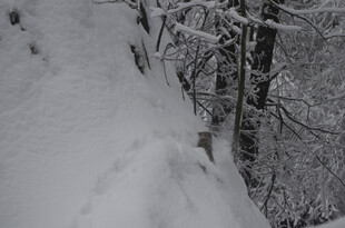 雪覆山坡与树木景象
