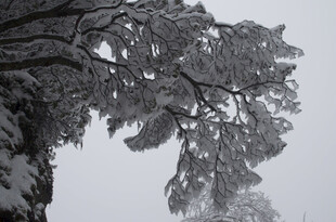 雪覆树枝的冬日景致