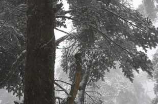 雾中森林大树景象