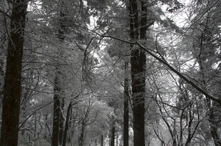 冬日雪覆森林美景