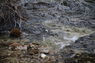 山间溪流中的石头与植物