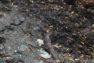 地面上的落叶与碎石