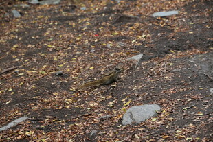 落叶覆盖的地面与石块