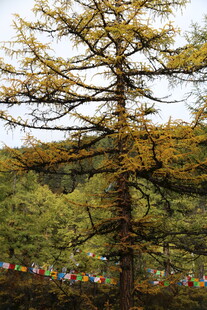 金黄古树与五彩经幡