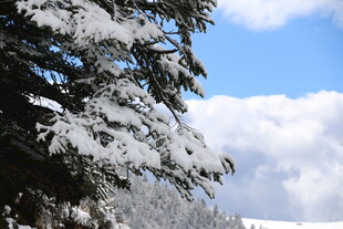 雪覆松树与蓝天白云
