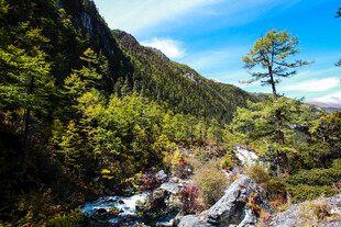 山间溪流旁的葱郁景致