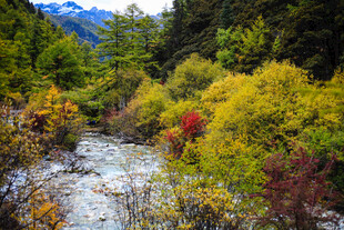 秋日山林中的潺潺溪流