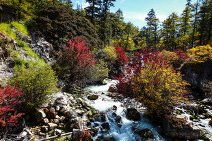 山间溪流旁多彩植被景观