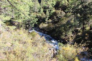 山间溪流穿林而过