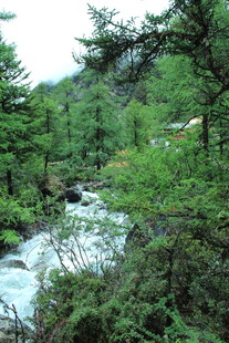 山间溪流旁的葱郁树林