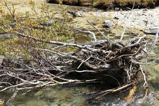 溪边枯木景象