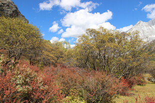 山间多彩植被与蓝天白云
