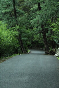 林间幽静柏油路