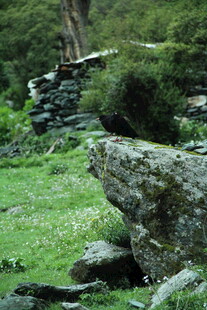 山间石景与绿意盎然景致