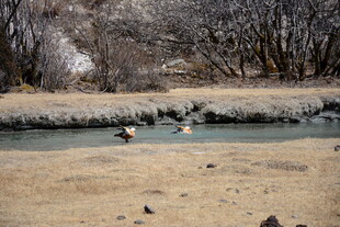 河边栖息的几只野生飞鸟