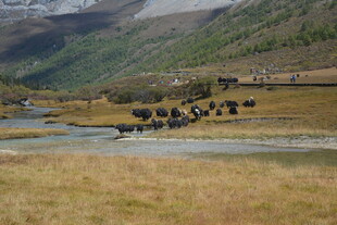 山间牛群与美丽自然风光