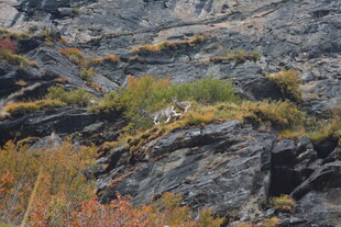 悬崖上的野生动物 稻城亚丁