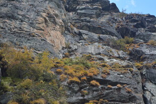 嶙峋山石间的斑斓植被 稻城亚丁