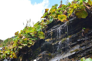 石上绿植瀑布景观 稻城