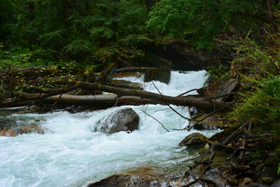 山间湍急溪流穿林而过 稻城