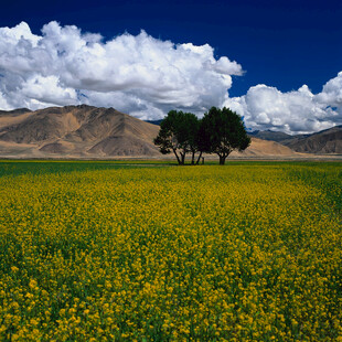 草原繁花与孤树的壮美风景