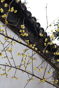 白墙下的腊梅绽放