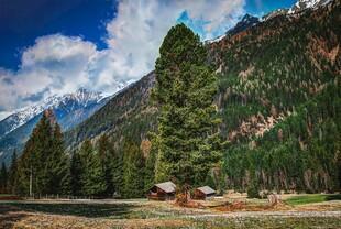 山间木屋与葱郁森林美景