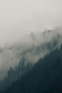 云雾缭绕的山林美景