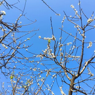 蓝天映衬下的三华李花