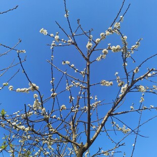 蓝天映衬下的三华李花