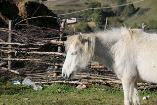 草原上的白马与木栅栏