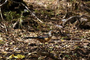 林间小鸟栖息于落叶中
