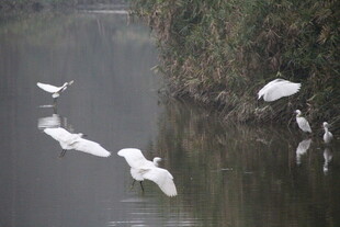 河畔白鹭群飞景色如画