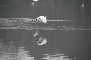 白鹭于水面优雅飞翔
