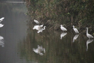 湖畔飞鸟倒影自然美景