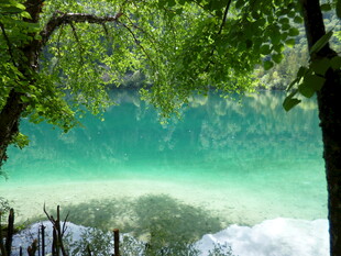 翠绿湖水与繁茂树木景观