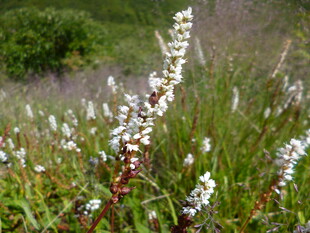 野外绽放的白色小花