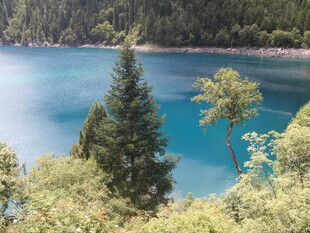 湖畔松林间的幽美湖景