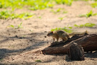 沙地上的小松鼠