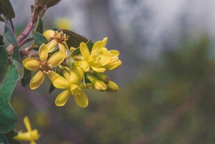 枝头绽放的黄色小花