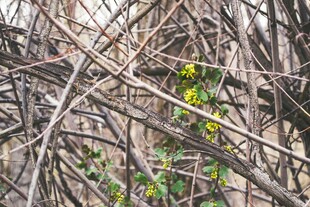 枯枝间的一抹嫩绿