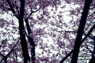 春日繁花满枝的树木