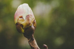 含苞待放的玉兰花蕾