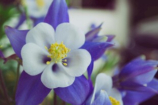 蓝白耧斗菜特写