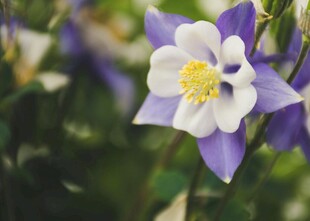 美丽耧斗菜花绽放